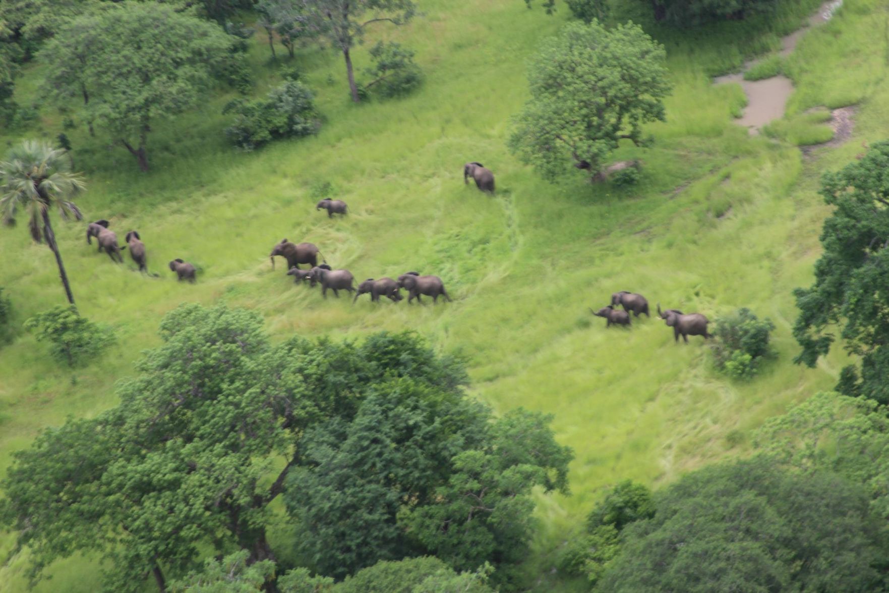 Elephants